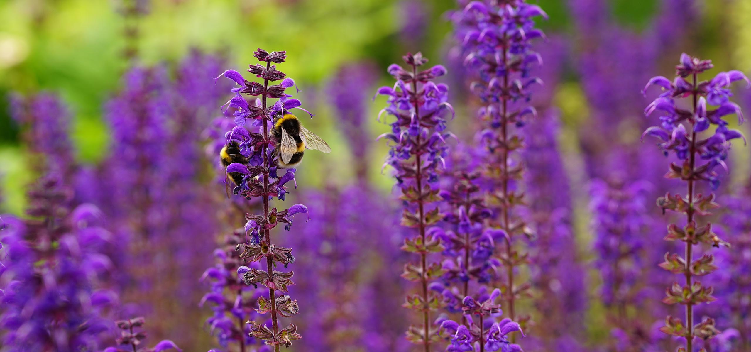 Bees on purple flowers