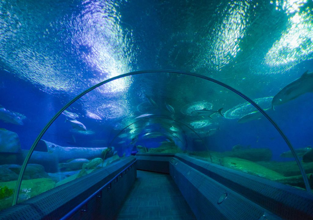 An underwater tunnel to view sea life in a sea life centre
