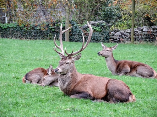 Group of deer lying on the grass