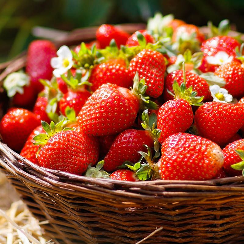 A basket of freshly picked strawberries