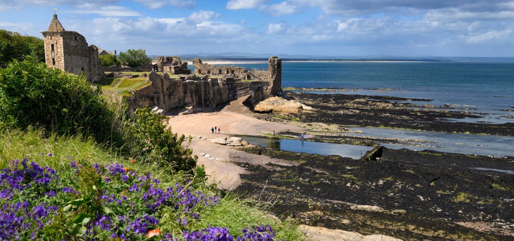 St Andrews Castle ruins on rocky North Sea coast overlooking Castle Sands beach in St Andrews Fife Scotland UK with purple geraniums