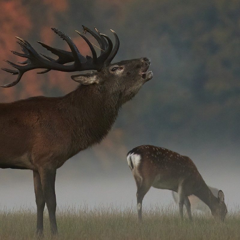 Red deer stag in a meadow with misty background