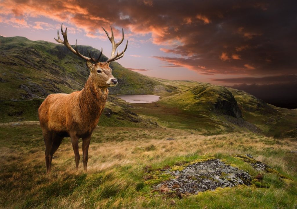 Iconic and majestic Red Stag with Scottish countryside in background