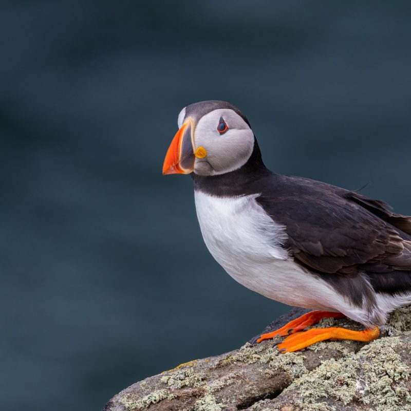 Puffin on the Isle of May, Fife, Scotland