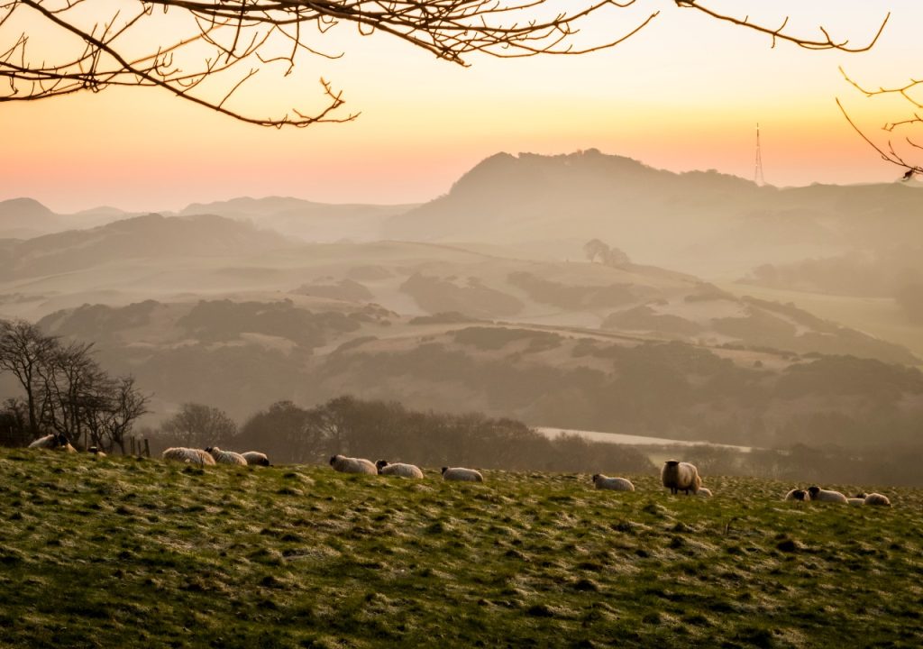 Sheep grazing on a frosty sloping field in winter in Fife, Scotland