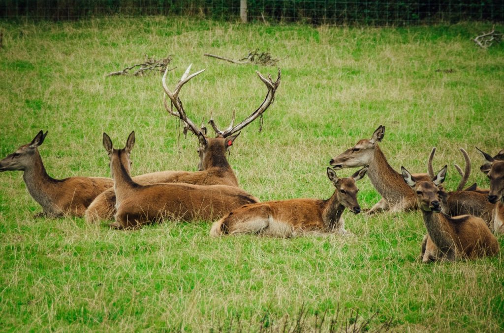 deer lay down in the grass at the Scottish deer centre