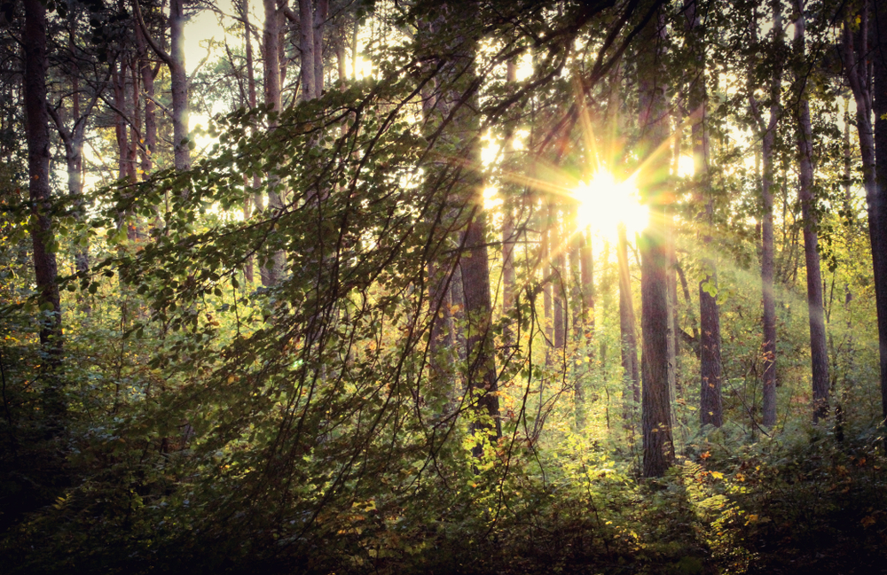 Sunset through the trees, tentsmuir forest, Fife, scotland
