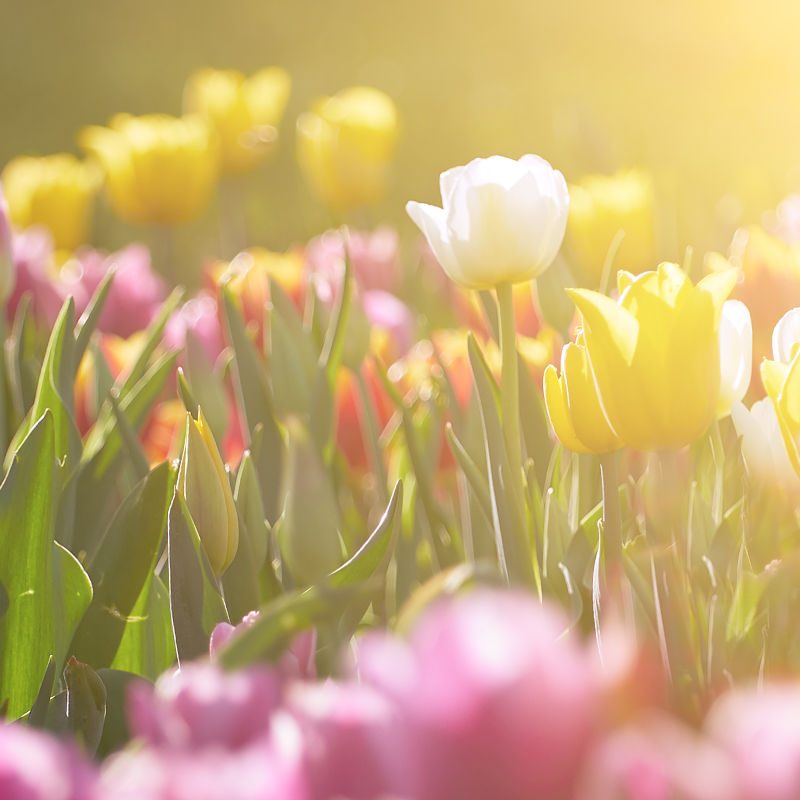 A field of colourful tulips