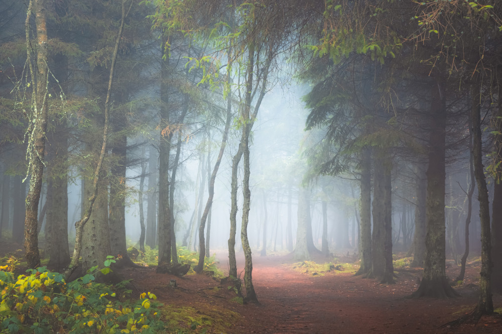 Mist and fog amongst the trees at Blairadam